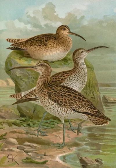 Numenius Phaeopus Numenius Tenuirostris Vieill