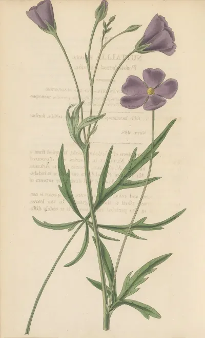 Nuttallia Vepata