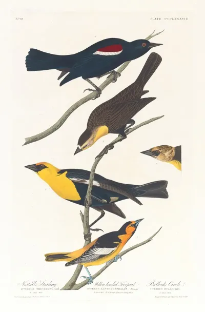 Nuttalls Starling Yellow Headed Troopial Bullocks Oriole