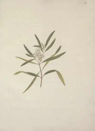 Nuxia Oppositifolia Hochst Benth