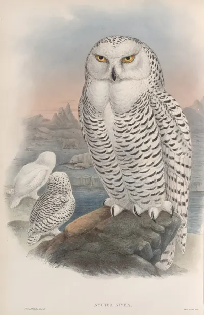 Nyctea Nivea Snowy Owl