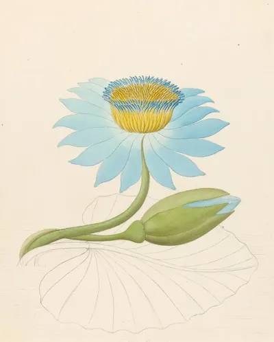 Nymphaea Coerulea Nymphaea Nouchali