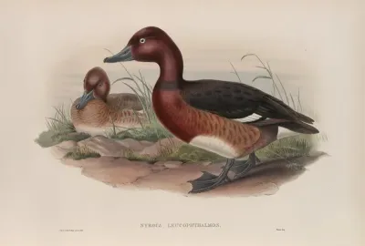 Nyroca Leucophthalmos White Eyed Or Ferruginous Duck