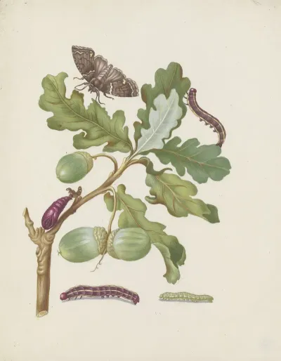 Oak Branch With Owlet Moth Caterpillars And Pupa