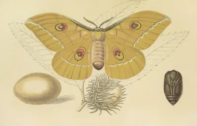 Oak Feeding Silkworm Of China