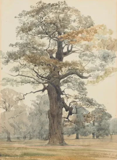Oak In Kettlestone Park