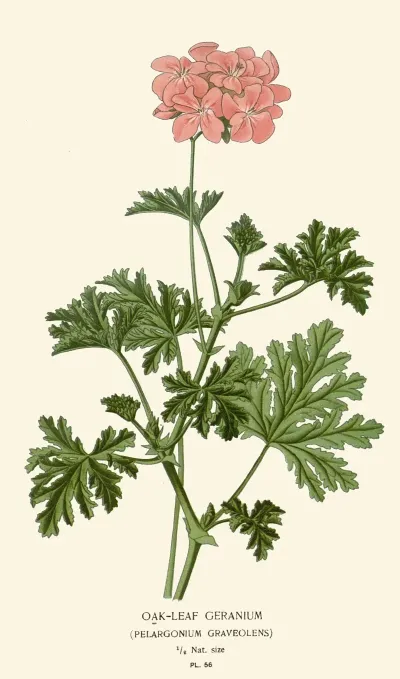 Oak Leaf Geranium