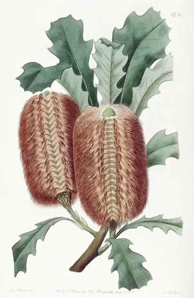 Oak Leaved Banksia