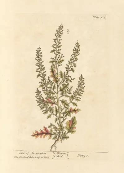 Oak Of Jerusalem