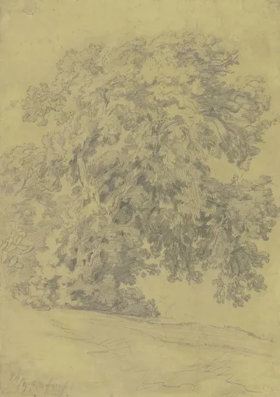 Oak Tree 3