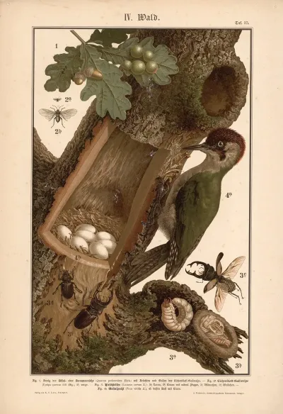Oak Tree Green Woodpecker Stag Beetle And Gall Wasp