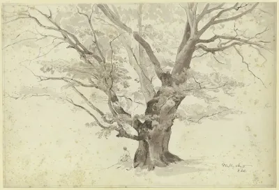 Oak Tree Near Wesling
