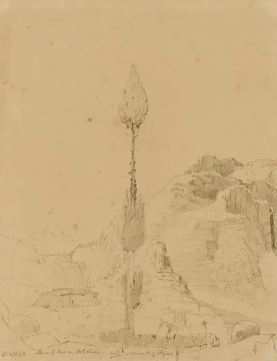 Oak Tree On Mt Sinai