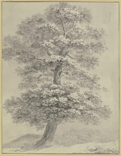 Oak Trees 3