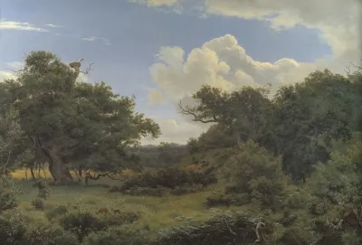 Oak Trees In Nordskoven Near Jaegerspris Zealand