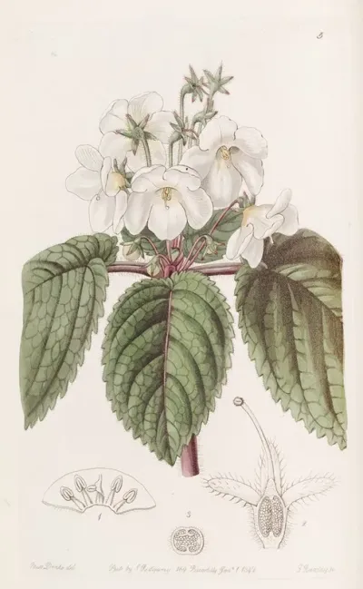 Oblong Snow Wort