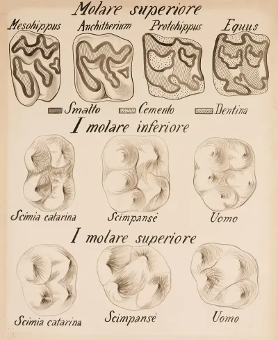 Occlusal Surfaces Of Molars Of Various Vertebrates