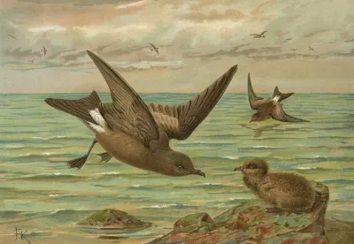 Oceanodroma Leucorrhoa Vieill Gabelschwanziger Schwalben Sturmvogel