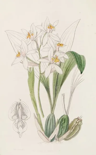 Ochre Spotted Coelogyne