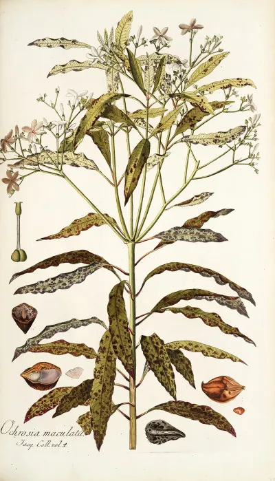 Ochrosia Maculata