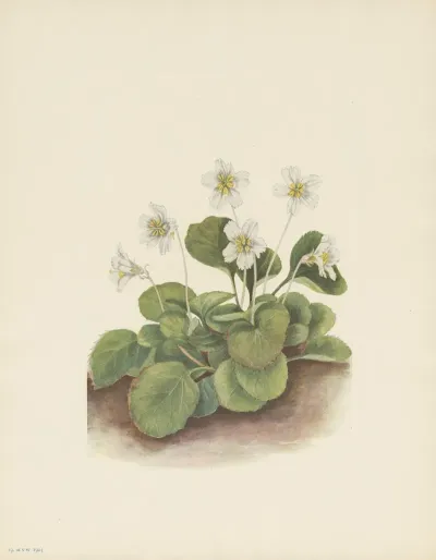Oconee Bells Shortia Galacifolia 2