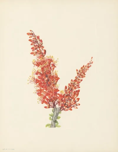 Ocotillo Fouquieria Splendens 3