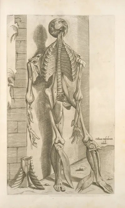 Octaua Musculorum Tabula Shows Face With Tongue Sticking Out