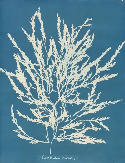 Odonthalia Dentata