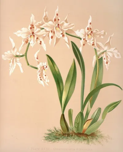 Odontoglossum Alexandrae