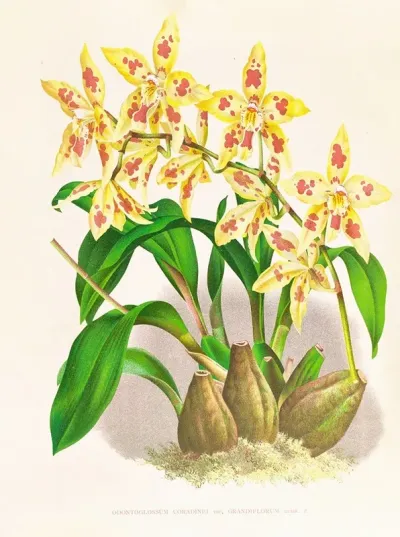 Odontoglossum Coradinei Var Grandiflorum