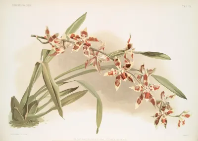 Odontoglossum Coradinei