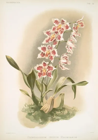 Odontoglossum Crispum Hrubyanum