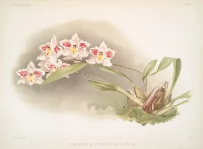 Odontoglossum Crispum Kinlesideanum