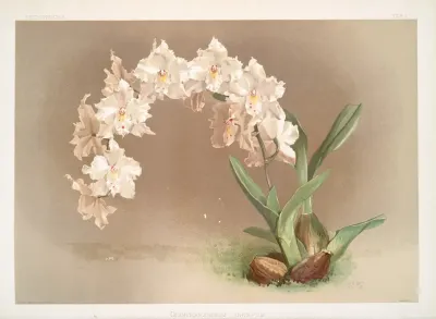 Odontoglossum Crispum