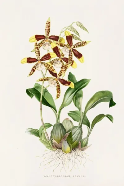 Odontoglossum Grande