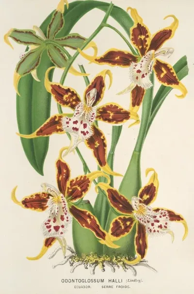 Odontoglossum Halli