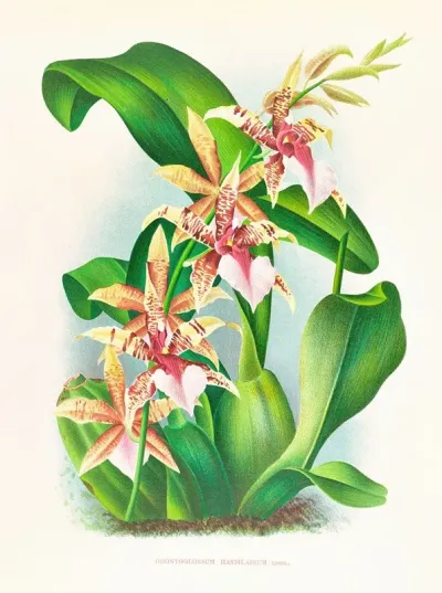Odontoglossum Hastilabium