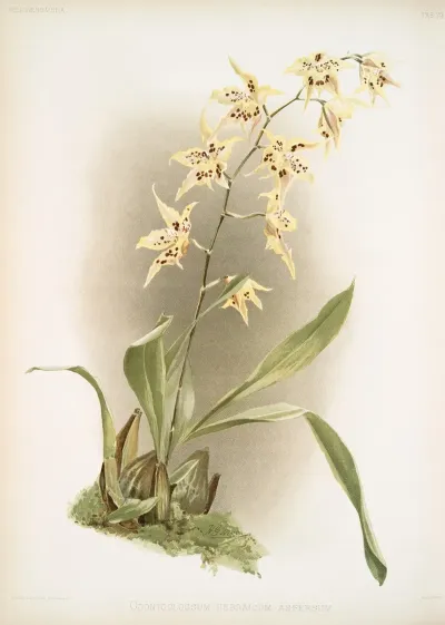 Odontoglossum Hebraicum Aspersum