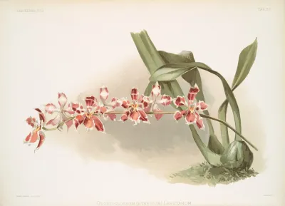 Odontoglossum Hybridum Leroyanum