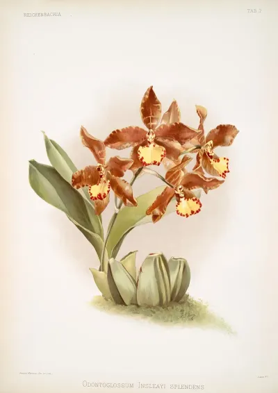 Odontoglossum Insleayi Splendens