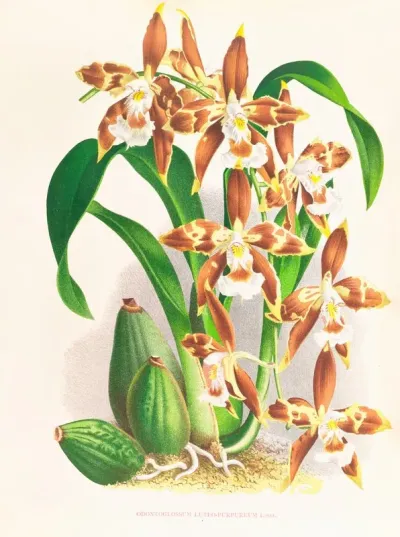 Odontoglossum Luteo Purpureum