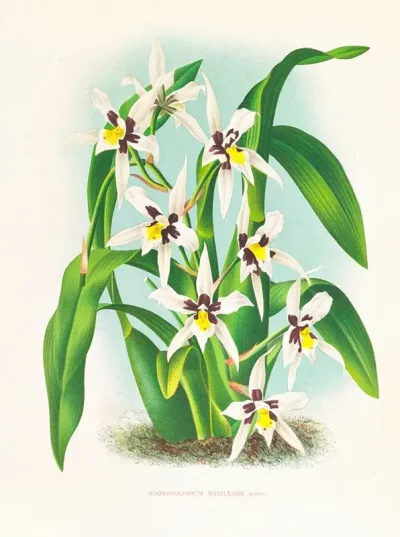 Odontoglossum Maxillare 2
