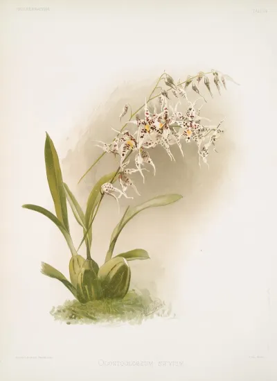 Odontoglossum Naevium
