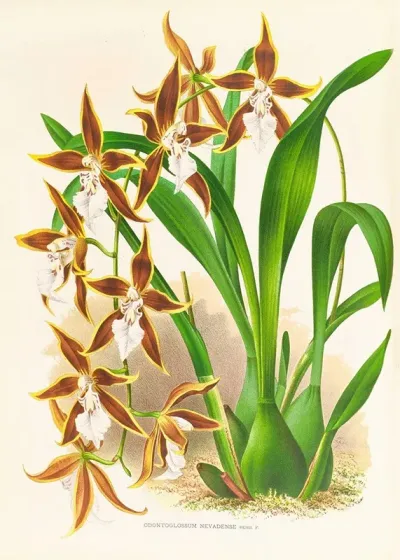 Odontoglossum Nevadense 2