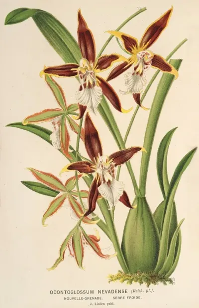 Odontoglossum Nevadense