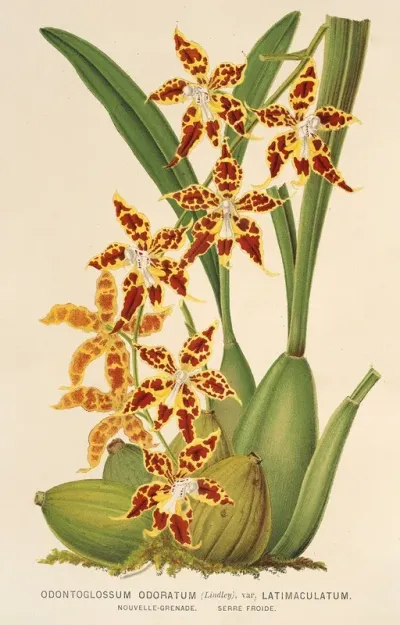 Odontoglossum Odoratum Var Latima Culatum