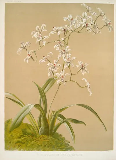 Odontoglossum Ramosissimum 2