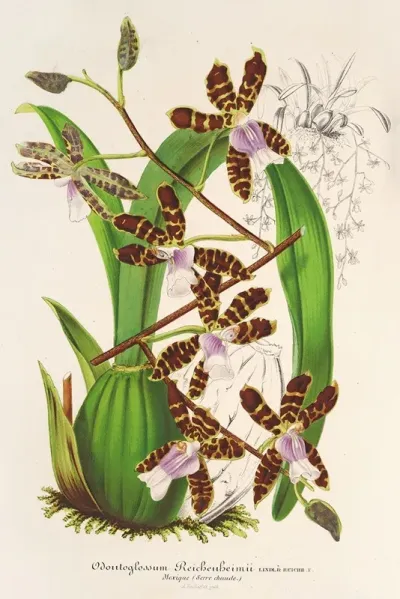 Odontoglossum Reichenheimii