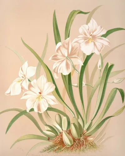 Odontoglossum Roezlii Album