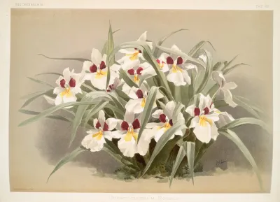 Odontoglossum Roezlii
